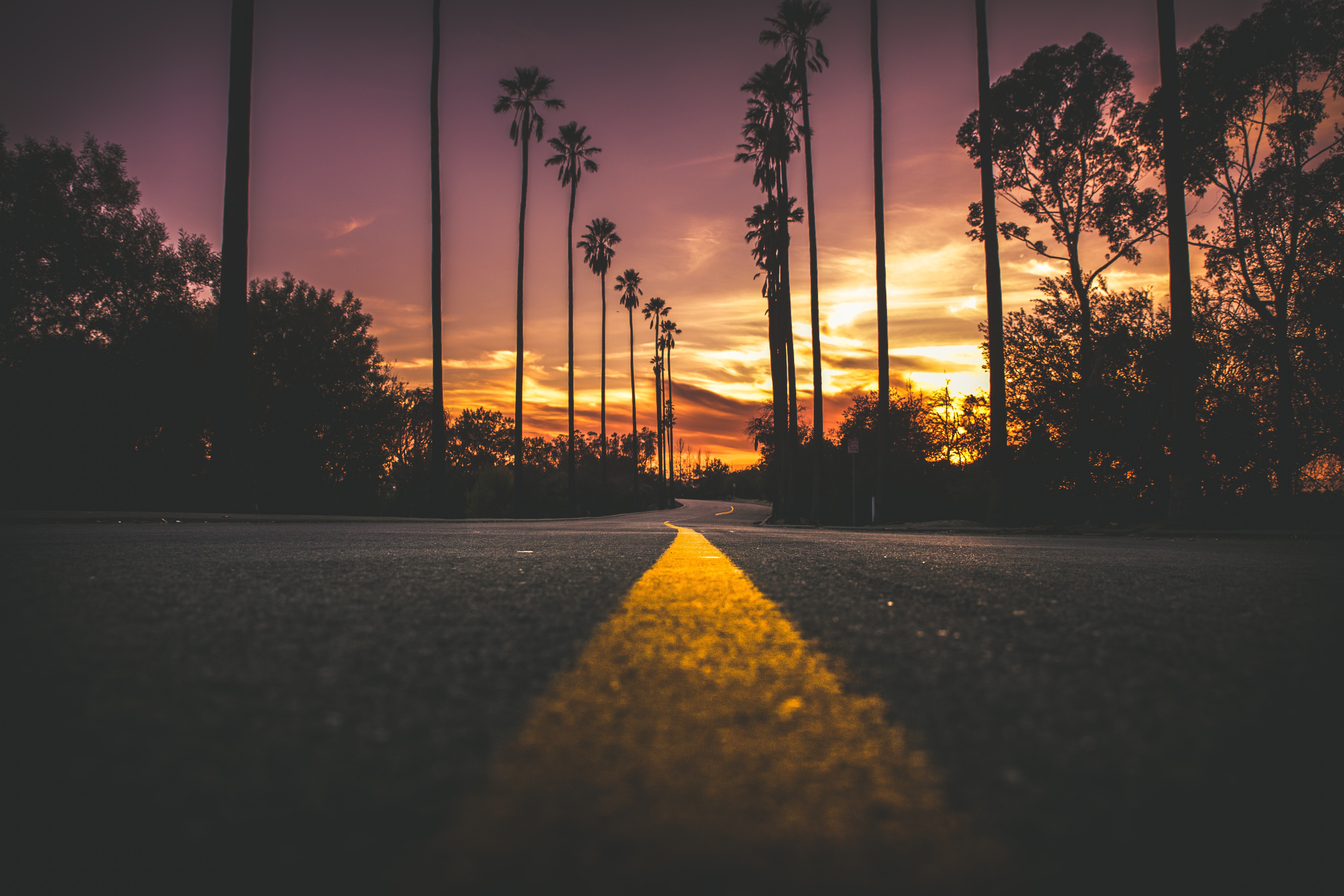 Palm Trees and a sunset over am open road.